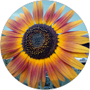 Frédéric Estates919 (Estates919) profile picture